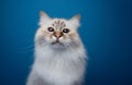 curious birman cat portrait on blue background