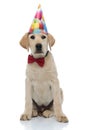 Curious birthday labrador retriever looks to side Royalty Free Stock Photo