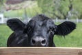 Curious black angus cow peeking over fence