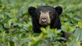 Sun Bear Portrait in Lush Green Foliage, a Close-Up Wildlife Photography Royalty Free Stock Photo