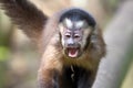 Black capuchin monkeys in South Africa