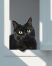 Curious Black Cat with Big Green Eyes Peering from Window Frame. Royalty Free Stock Photo
