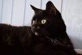 Curious black cat with bright yellow eyes starring at something Royalty Free Stock Photo