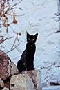 Curious black cat Royalty Free Stock Photo