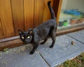 Curious black cat by the doorstep Royalty Free Stock Photo