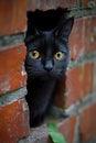 A curious black cat looks out from a small opening in a brick wall Royalty Free Stock Photo