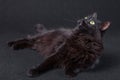 Curious black cat lying down on the side and looking up on a dark background. Royalty Free Stock Photo