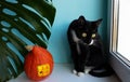 Curious black cat next to a monstera leaf and a pumpkin house with a window on a blue background. The concept of Halloween , Royalty Free Stock Photo