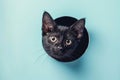 Curious Black Cat Peeks Through Circular Opening. Royalty Free Stock Photo