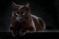 Curious black cat sitting mysterious night animal