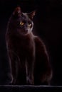curious black cat spooky night animal bad luck