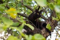 Curious black cat on the tree Royalty Free Stock Photo