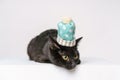 Curious black cute cat sits in a knitted hat with bubo. Happy cat. Cat closed Royalty Free Stock Photo