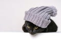 Curious black cute cat sits in a knitted hat with bubo. Happy cat. Cat closed Royalty Free Stock Photo