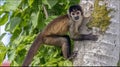 A Curious Black-Faced Spider Monkey Perched on a Tree Trunk in a Lush Green Forest Royalty Free Stock Photo