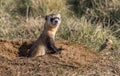 An Endangered Black-footed Ferret Popping out of a Prairie Dog Burrow for a Quick Observation Royalty Free Stock Photo