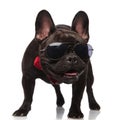 Curious black french bulldog wearing sunglasses and red bowtie