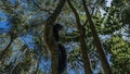 A curious black lemur Eulemur macaco is sitting in a tree, looking down. Royalty Free Stock Photo