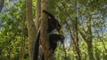 Curious black lemurs Eulemur macaco are sitting on a tree Royalty Free Stock Photo