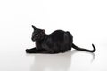 Curious Black Oriental Shorthair Cat Lying on White Table with Reflection. White Background. Long Tail. Royalty Free Stock Photo