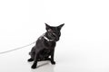 Curious Black Oriental Shorthair Cat Sitting on White Table with Reflection and Leash. White Background. Looking Left. Royalty Free Stock Photo