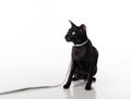 Curious Black Oriental Shorthair Cat Sitting on White Table with Reflection and Leash. White Background. Looking Left. Royalty Free Stock Photo