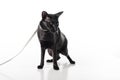 Curious Black Oriental Shorthair Cat Sitting on White Table with Reflection and Leash. White Background. Looking Right Royalty Free Stock Photo