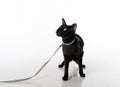 Curious Black Oriental Shorthair Cat Sitting on White Table with Reflection and Leash. White Background. Looking Up. Royalty Free Stock Photo