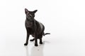 Curious Black Oriental Shorthair Cat Sitting on White Table with Reflection. White Background. Food on the Ground. Royalty Free Stock Photo