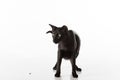 Curious Black Oriental Shorthair Cat Sitting on White Table with Reflection. White Background. Looking Down. Food on the Ground. Royalty Free Stock Photo