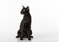 Curious Black Oriental Shorthair Cat Sitting on White Table with Reflection. White Background. Looking Left. Royalty Free Stock Photo