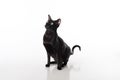 Curious Black Oriental Shorthair Cat Sitting on White Table with Reflection. White Background. Looking Up. Royalty Free Stock Photo