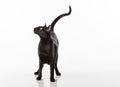 Curious Black Oriental Shorthair Cat Sitting on White Table with Reflection. White Background. Looking Up. Royalty Free Stock Photo