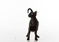 Curious Black Oriental Shorthair Cat Sitting on White Table with Reflection. White Background. Looking Up. Food on the Ground. Royalty Free Stock Photo