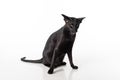 Curious Black Oriental Shorthair Cat Sitting on White Table with Reflection. White Background. Open Mouth. Angry Royalty Free Stock Photo