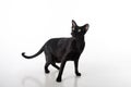 Curious Black Oriental Shorthair Cat Standing on White Table with Reflection. White Background. Long Tail. Royalty Free Stock Photo