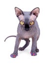 Curious black sphynx male kitten 4 monts with claw nail cap
