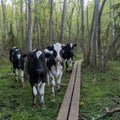 Curious black and white cattle by a trail