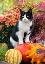 Curious black and white colored cat standing on pumpkins Royalty Free Stock Photo