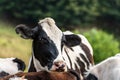 Curious black and white cow looking at camera Royalty Free Stock Photo