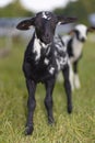 Curious black and white sheep lamb Royalty Free Stock Photo