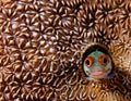 Curious Blenny Royalty Free Stock Photo