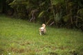 Curious blond Chihuahua dog explores a tropical garden Royalty Free Stock Photo