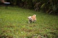 Curious blond Chihuahua dog explores a tropical garden Royalty Free Stock Photo