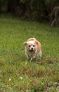 Curious blond Chihuahua dog explores a tropical garden Royalty Free Stock Photo