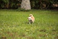Curious blond Chihuahua dog explores a tropical garden Royalty Free Stock Photo