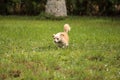 Curious blond Chihuahua dog explores a tropical garden Royalty Free Stock Photo