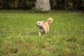 Curious blond Chihuahua dog explores a tropical garden Royalty Free Stock Photo