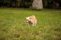 Curious blond Chihuahua dog explores a tropical garden Royalty Free Stock Photo