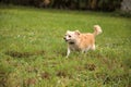 Curious blond Chihuahua dog explores a tropical garden Royalty Free Stock Photo